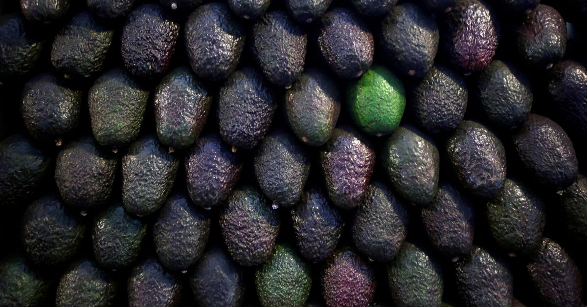 Mexican avocados, beloved in U.S., fuel multi-billion dollar market