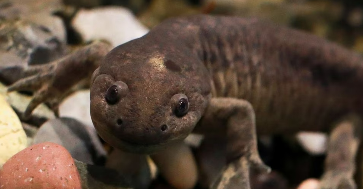 New museum in Mexico spotlights endangered axolotl salamander