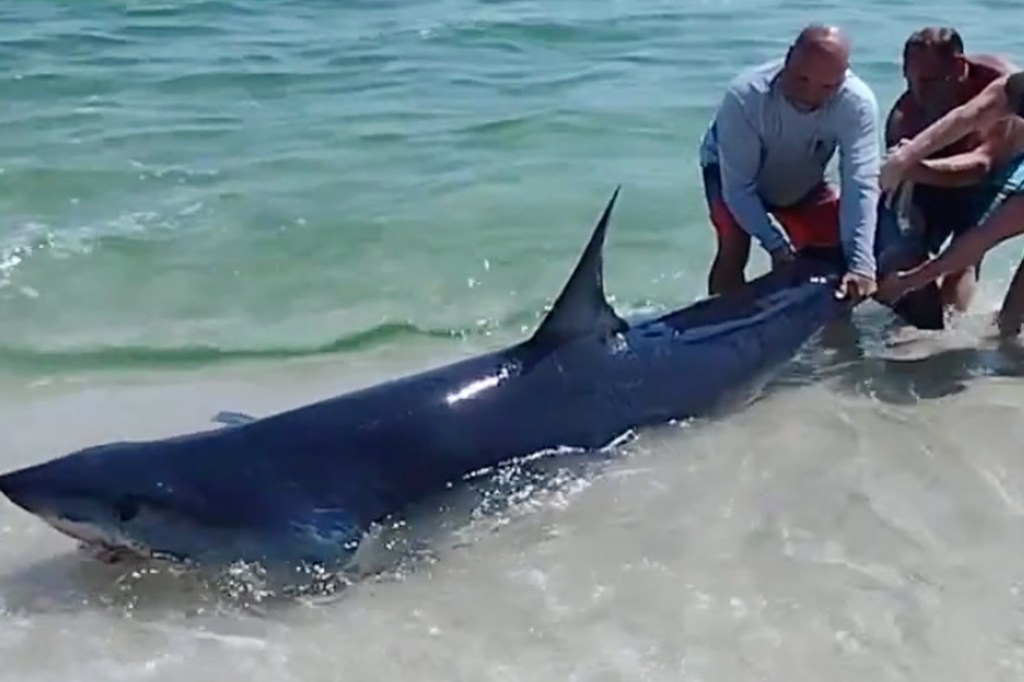 Men worked to bring the shark back into the water. 
