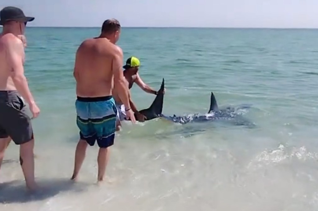 Shark being saved