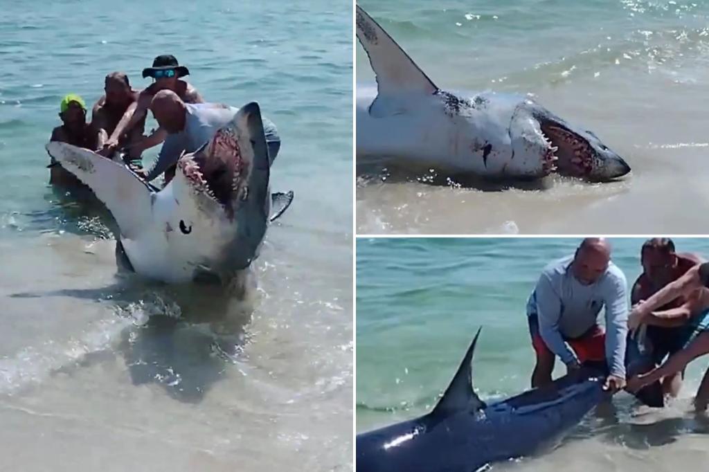 Dramatic video shows shark rescued stranded on Florida beach